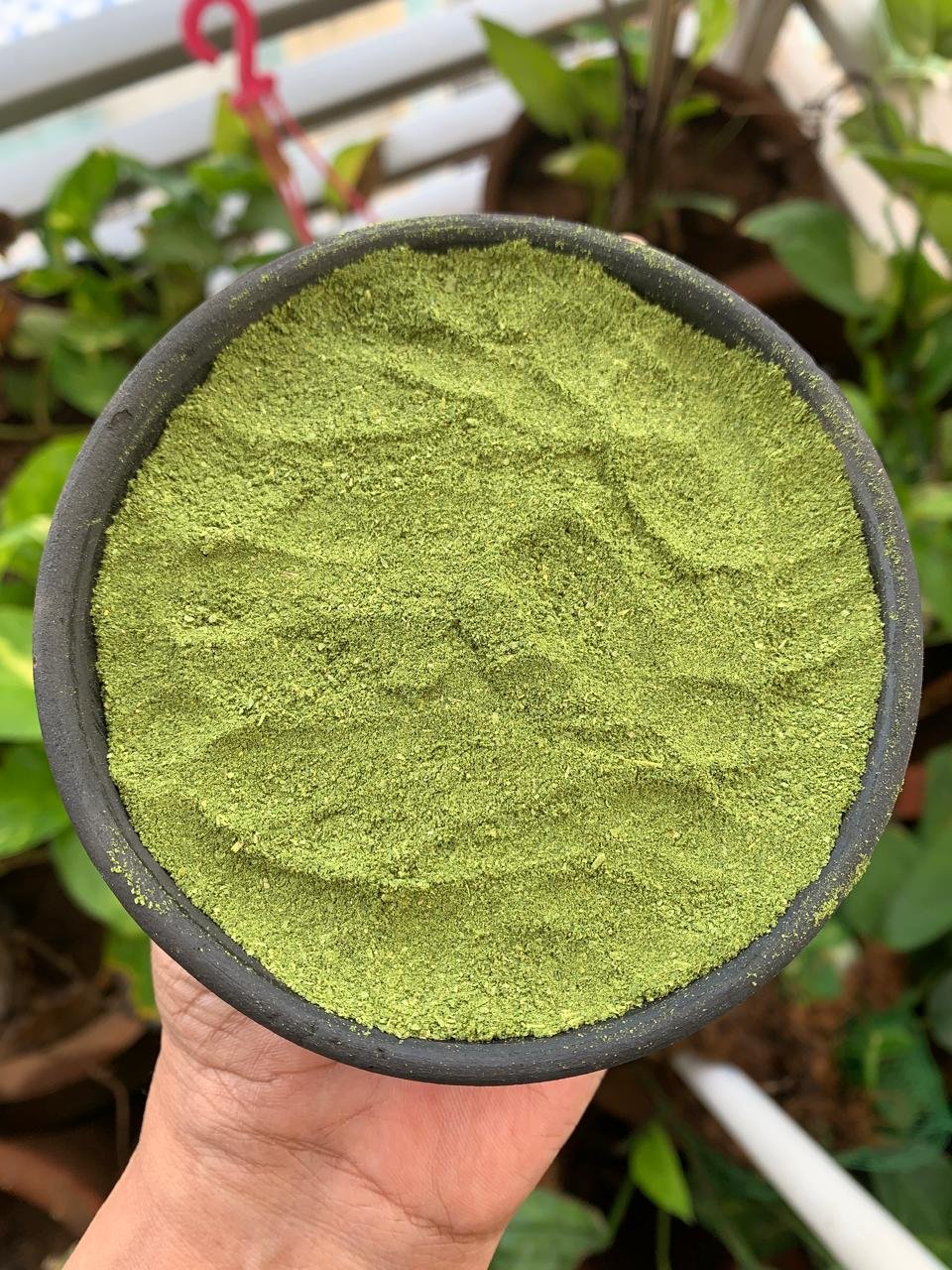 Green moringa powder and leaves